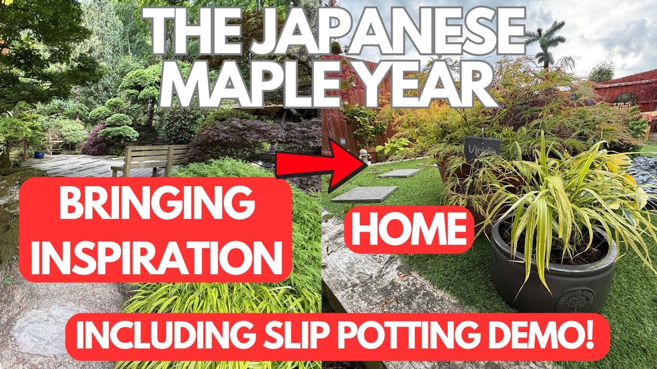 Japanese Maples: Bringing Inspiration Home