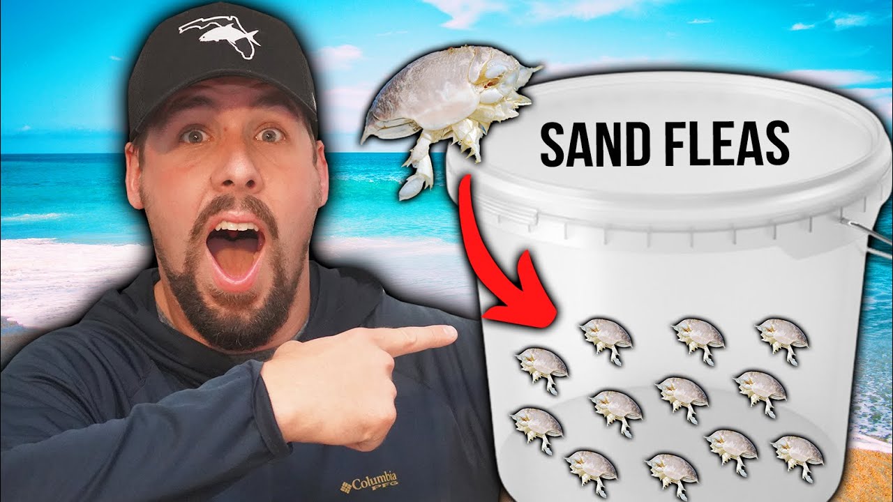 How to Catch Sand Fleas for Surf Fishing