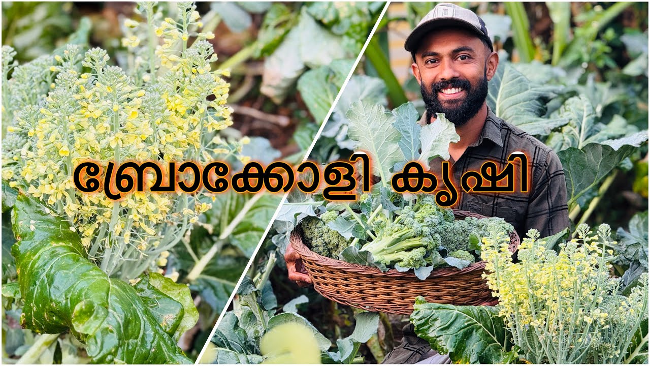 പരീക്ഷണം വിജയിച്ചു 👍😊
