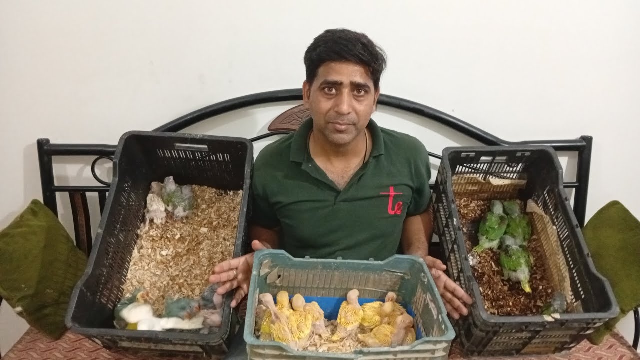 Birds chick new stock available