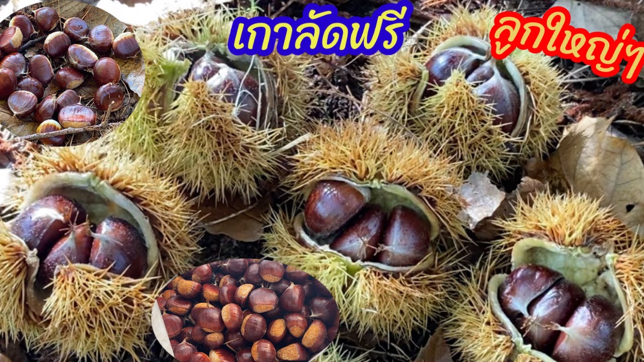 เก็บเกาลัดกับFC ลูกใหญ่ๆผลไม้ฤดูใบไม้ร่วง 18/10/2024