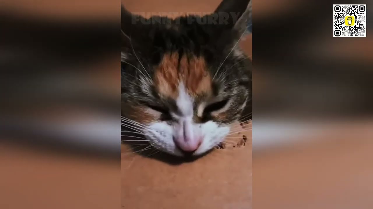 😻😹 Кошачьи неудачи, которые пропустить: 😻 Самые смешные моменты, которые поднимут вам настроение!😻😹