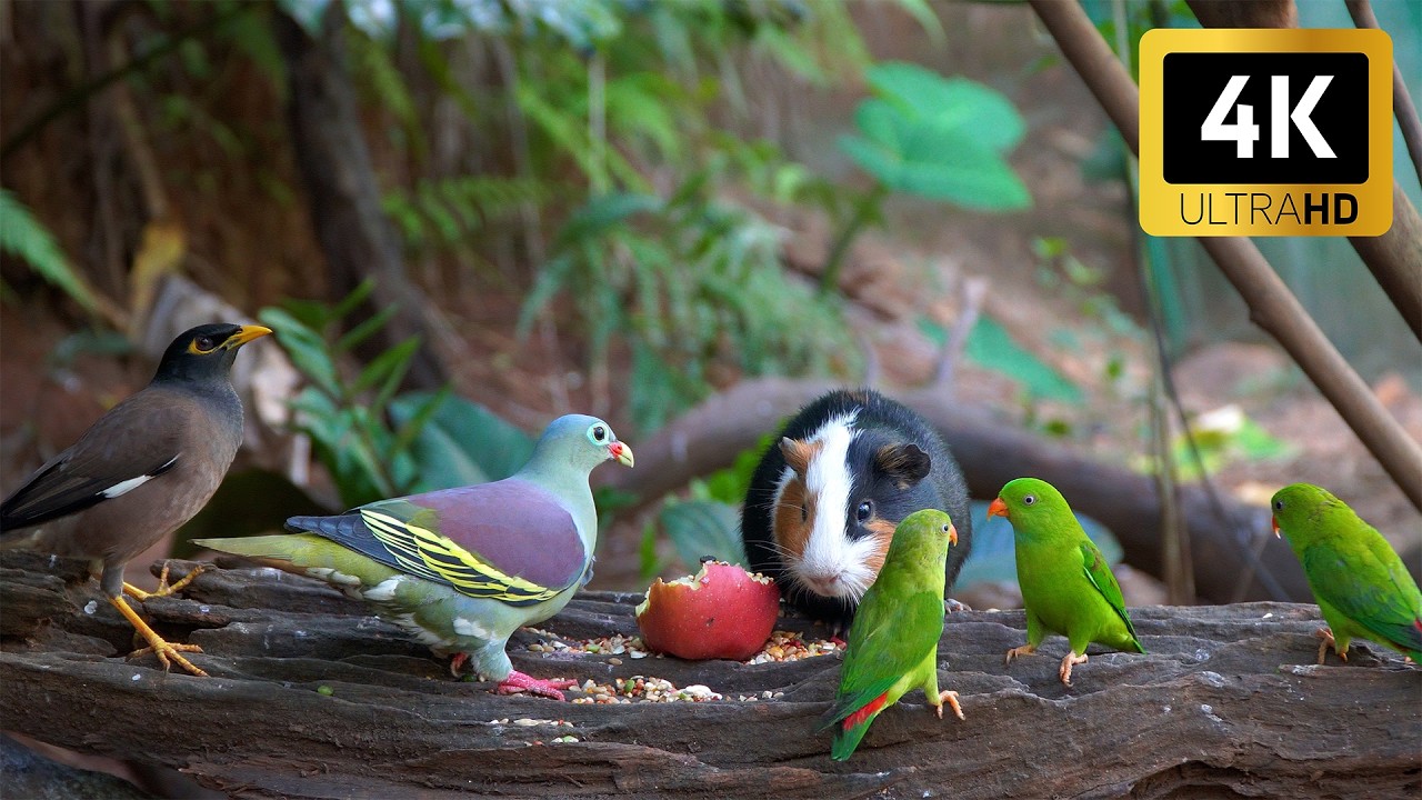 Symphony of Forest Birds 🐿️ 10 Hours of Relaxing Nature - Cat TV • Dog TV