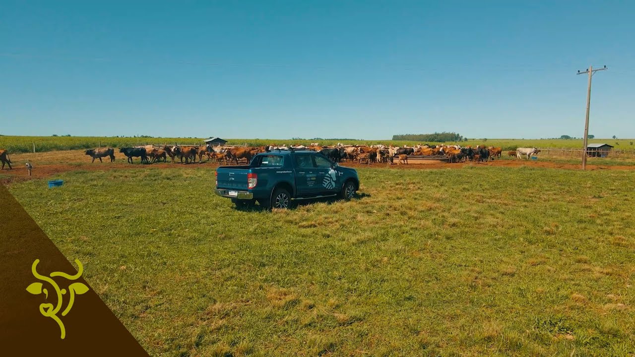 Alfalfa, fertilización de pasturas, riego y selección genética | GP #01