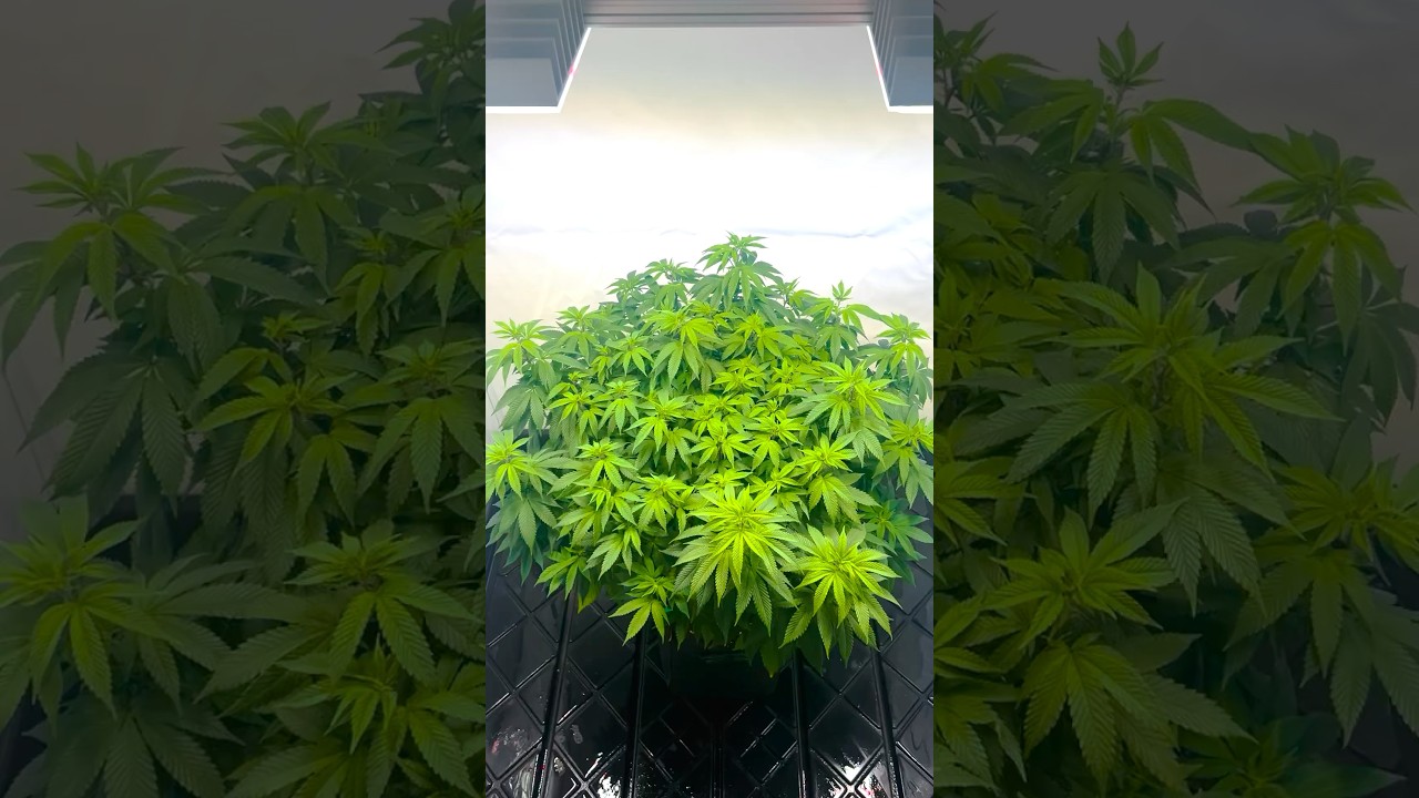 Indoor Plant Growth &ndash; Vegetative Stage Update 🌿