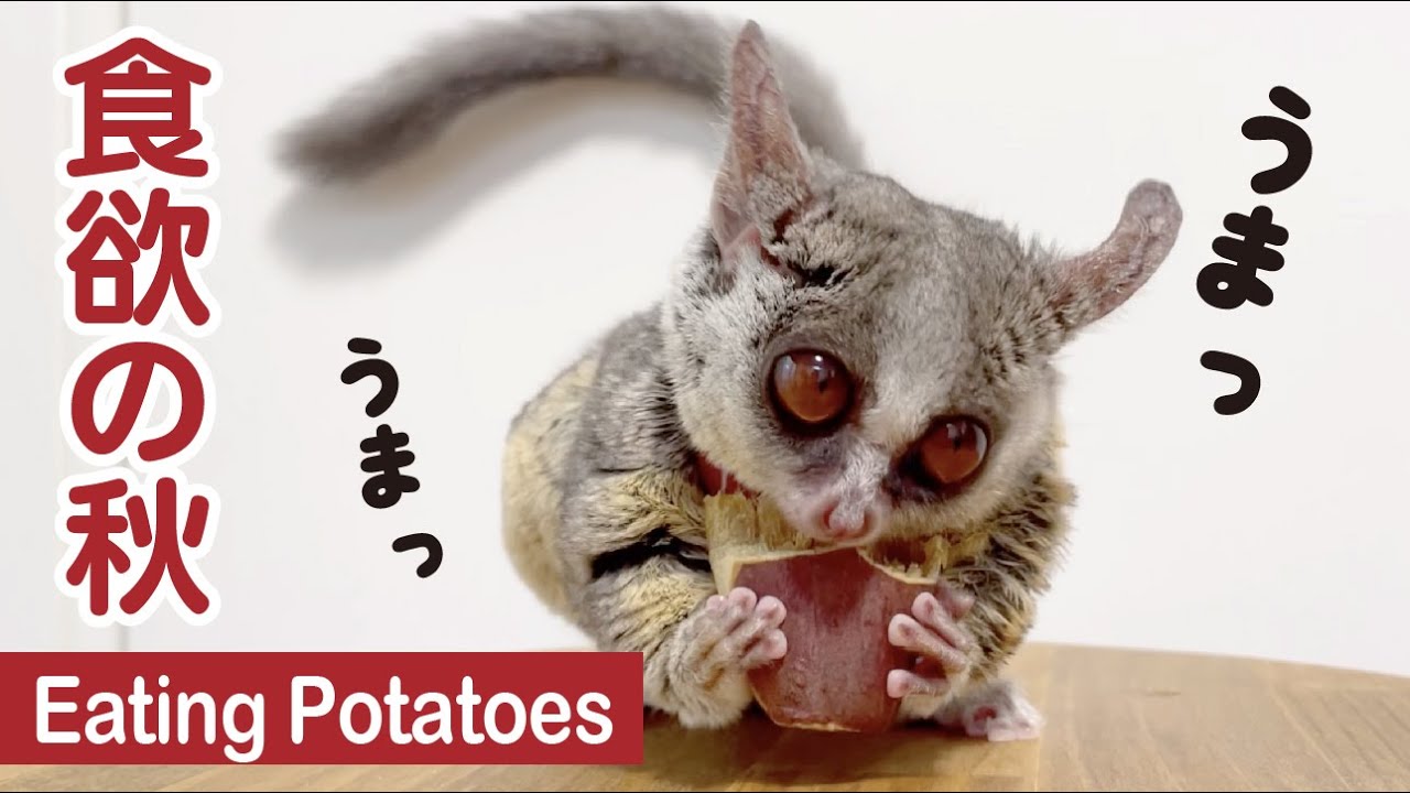焼き芋を夢中に食べるお猿 