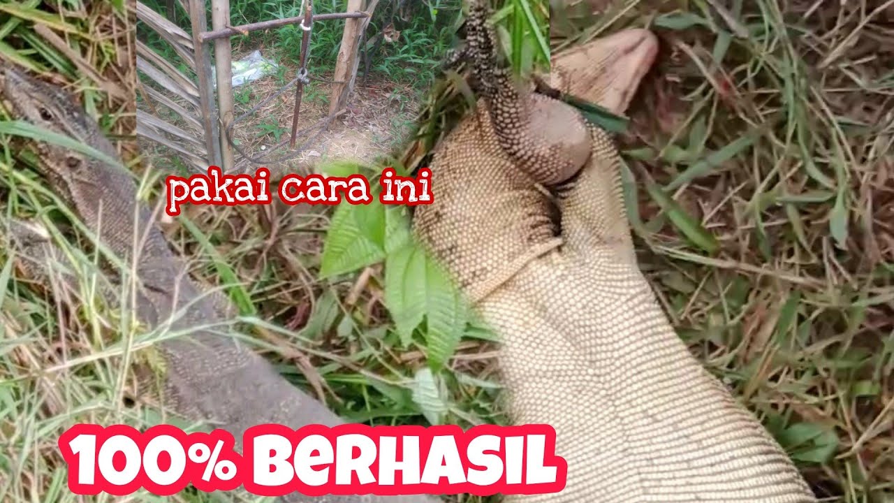 CARA MENJEBAK BIAWAK MONSTER 100% DI JAMIN BERHASIL