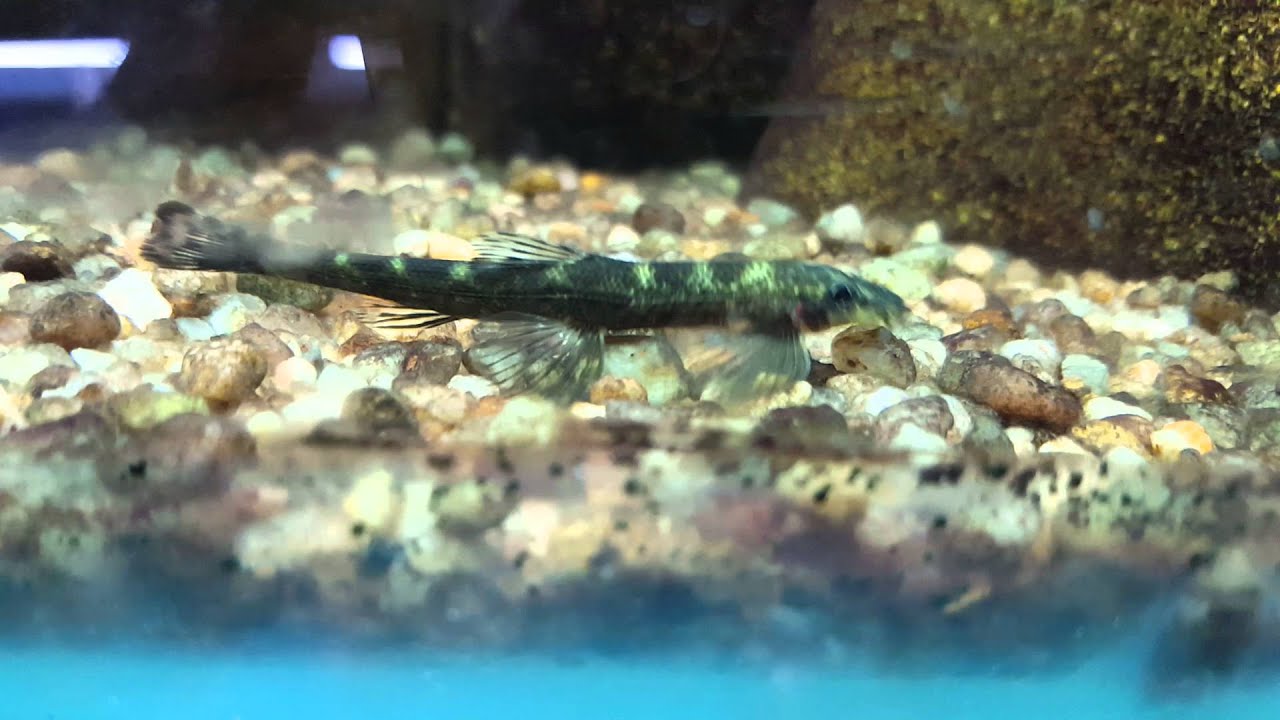 Balitora sp.