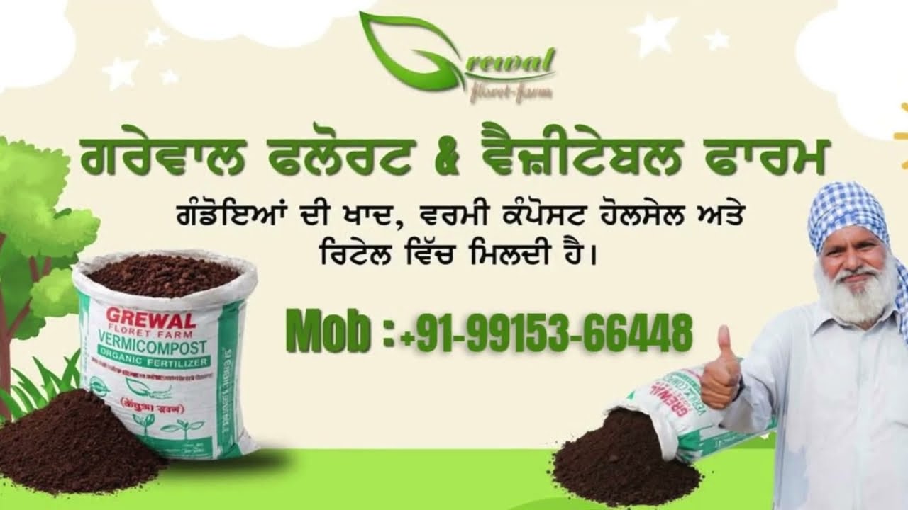 Turmeric Harvest 2026 Begins! ਹਲਦੀ ਦੀ ਕਟਾਈ