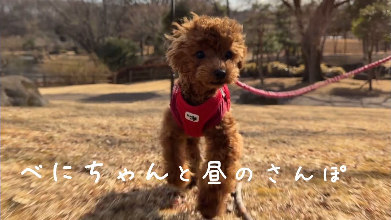お昼の散歩