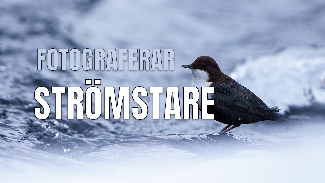 Fotograferar strömstare.