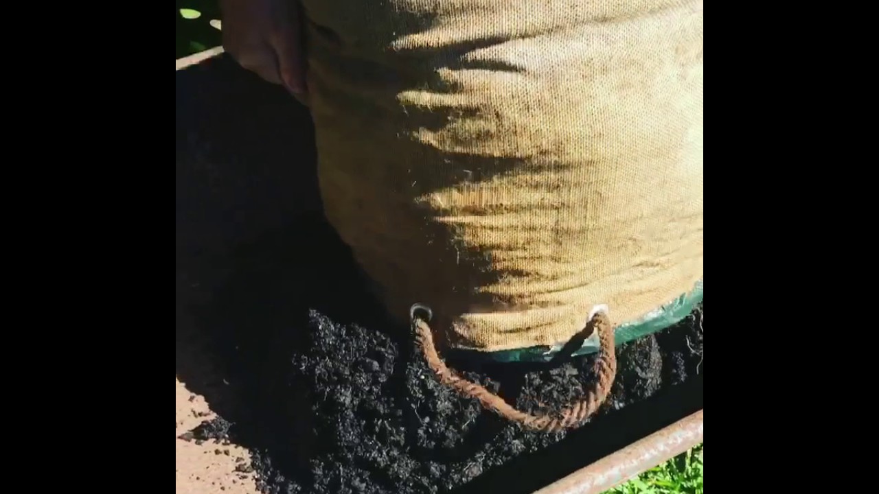 Urban Veggie Patch - Potato Bag Fail