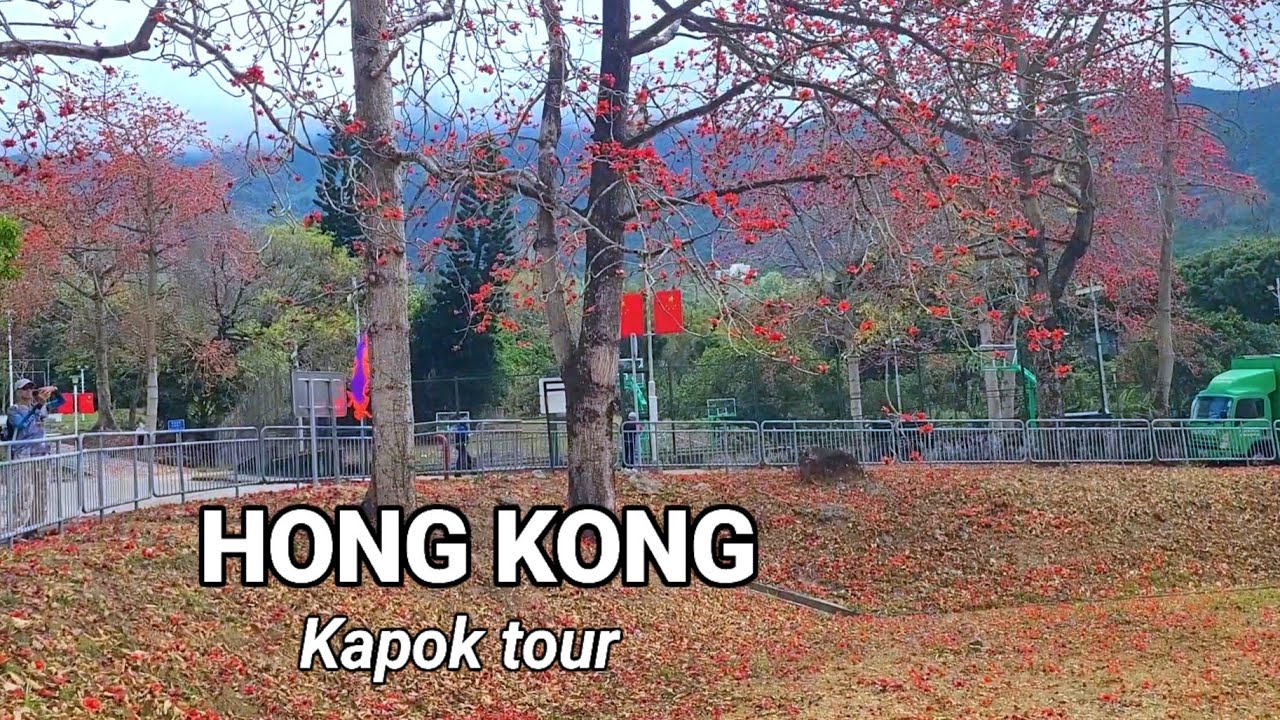 Hong Kong's Spring in Bloom with Kapok Blossom | Cotton Trees Tour