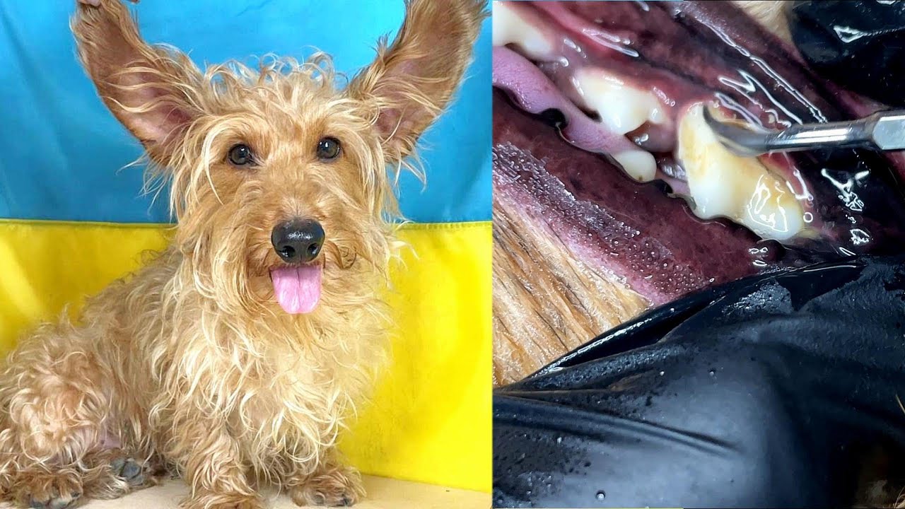 Watch how this incredible Hard-coated Dachshund gets their Teeth Cleaned and Grooming