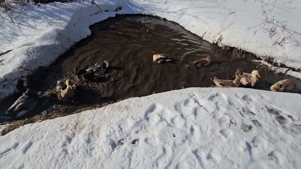 First Swim in Too Long for the Silver Appleyard Ducks in Maine! 