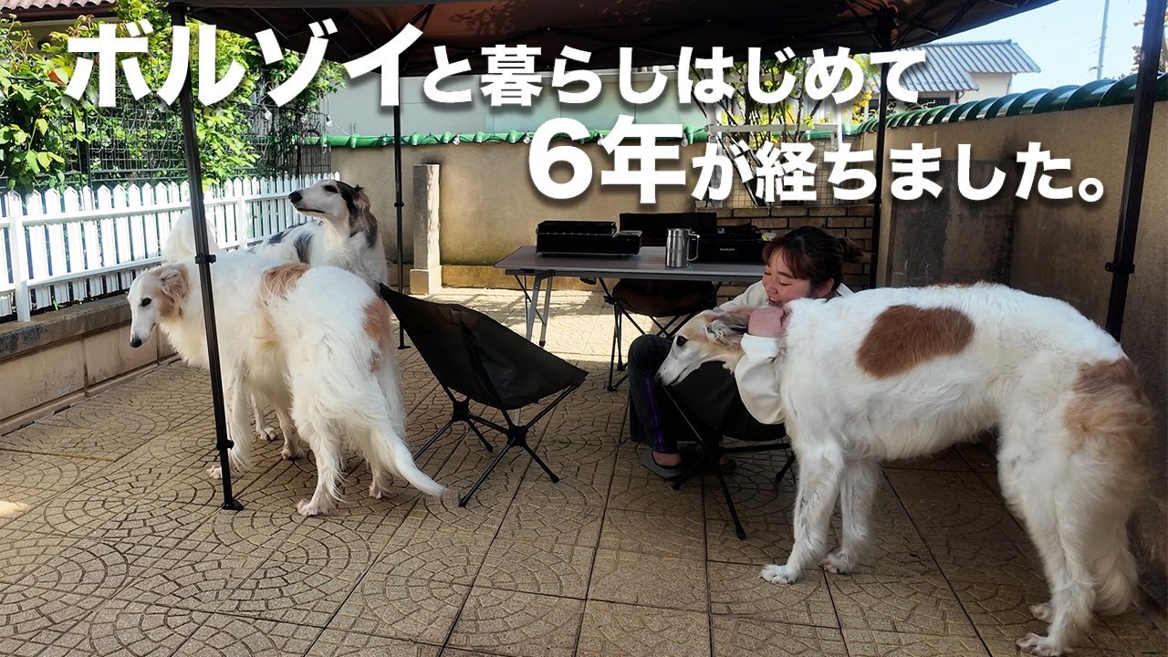 【記念日】ボルゾイと暮らし始めて6年が経ちました！