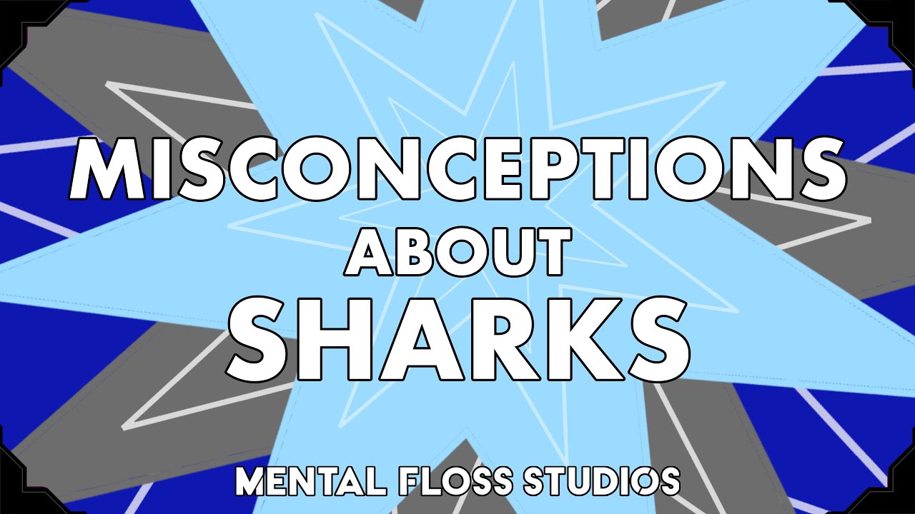 Заблуждения об акулах | Mental Floss