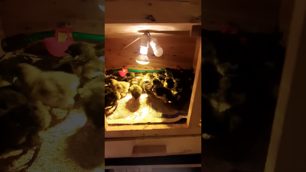 #AUSTRALORP