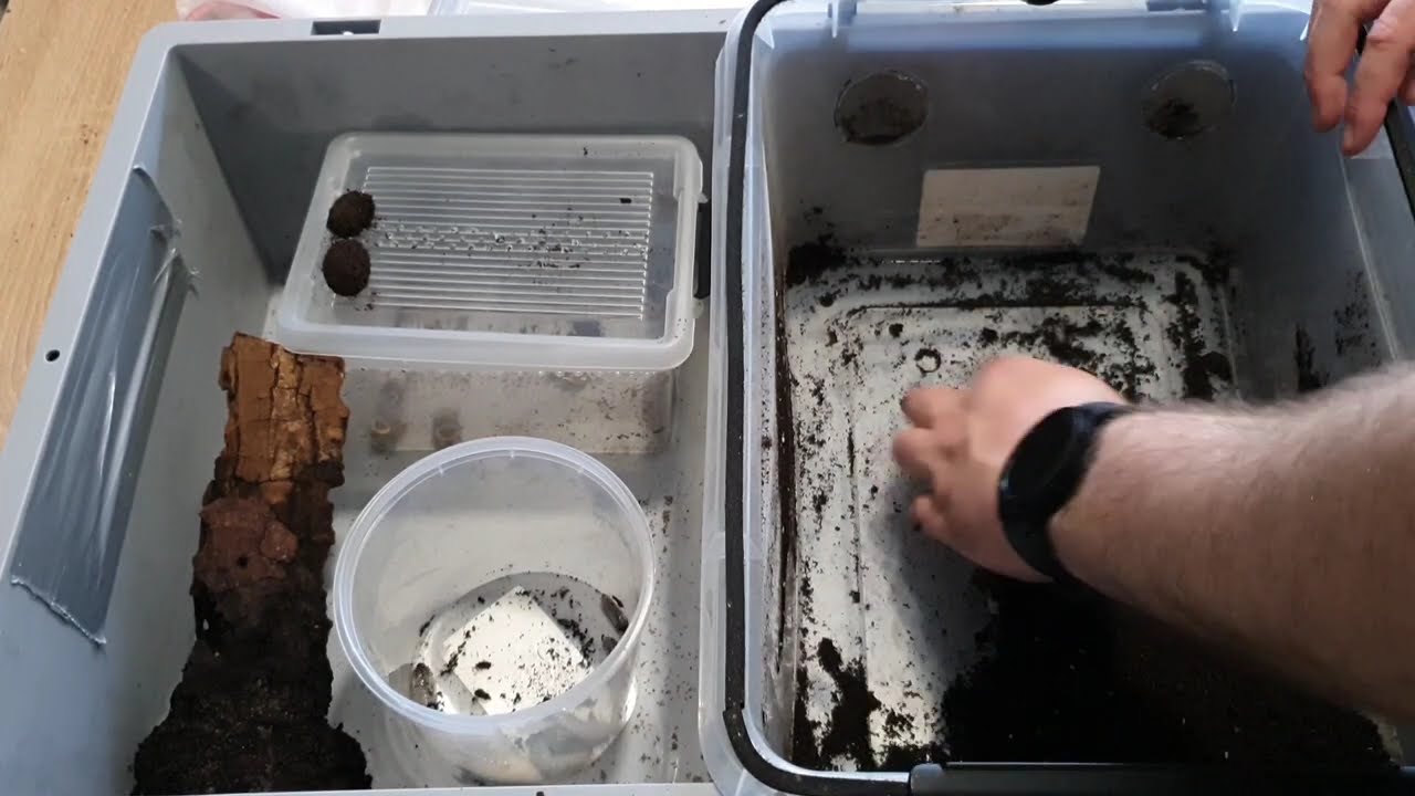 Rosenkäfer Kontrolle 08.24 - Pachnoda marginata penegrina