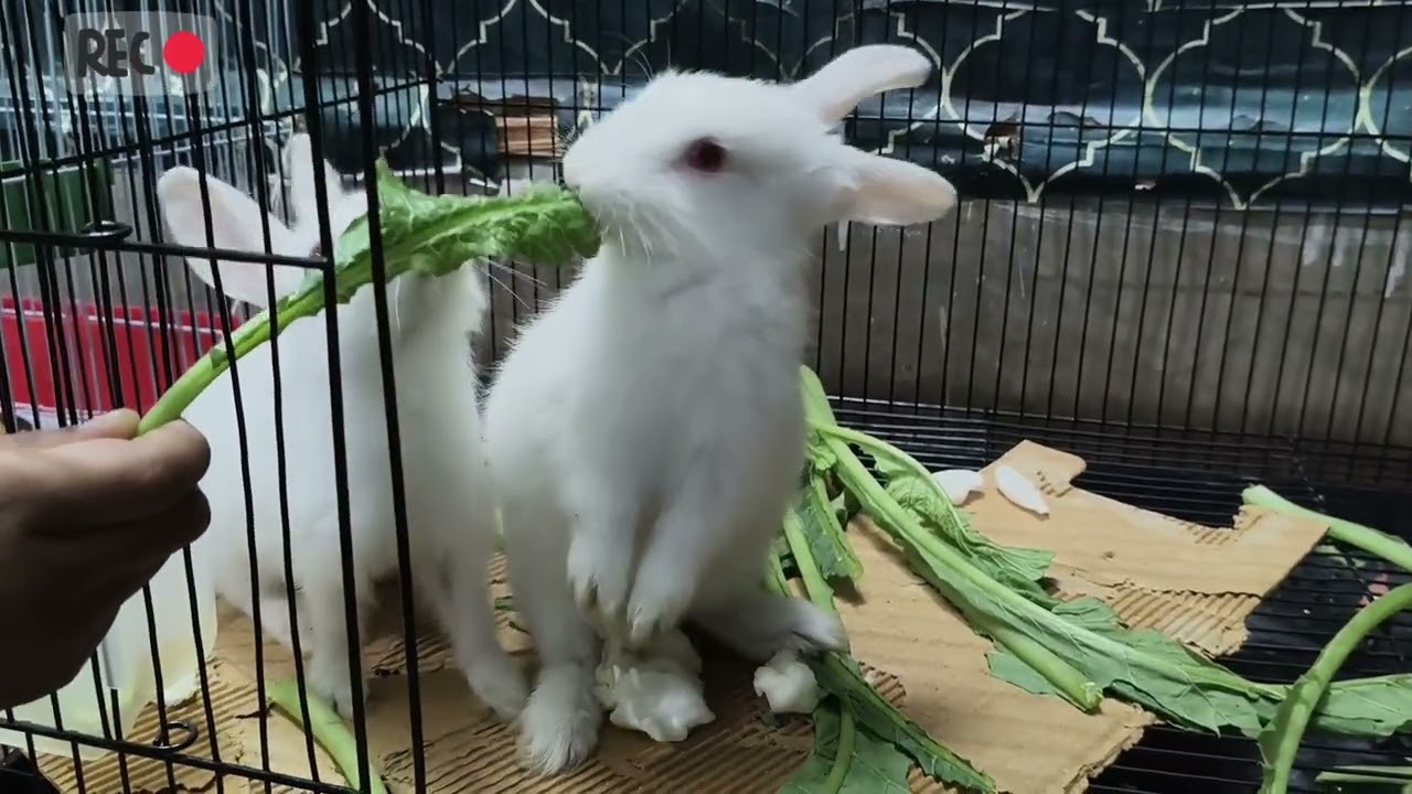 Fun with Rabbit 🐇🐇🐇