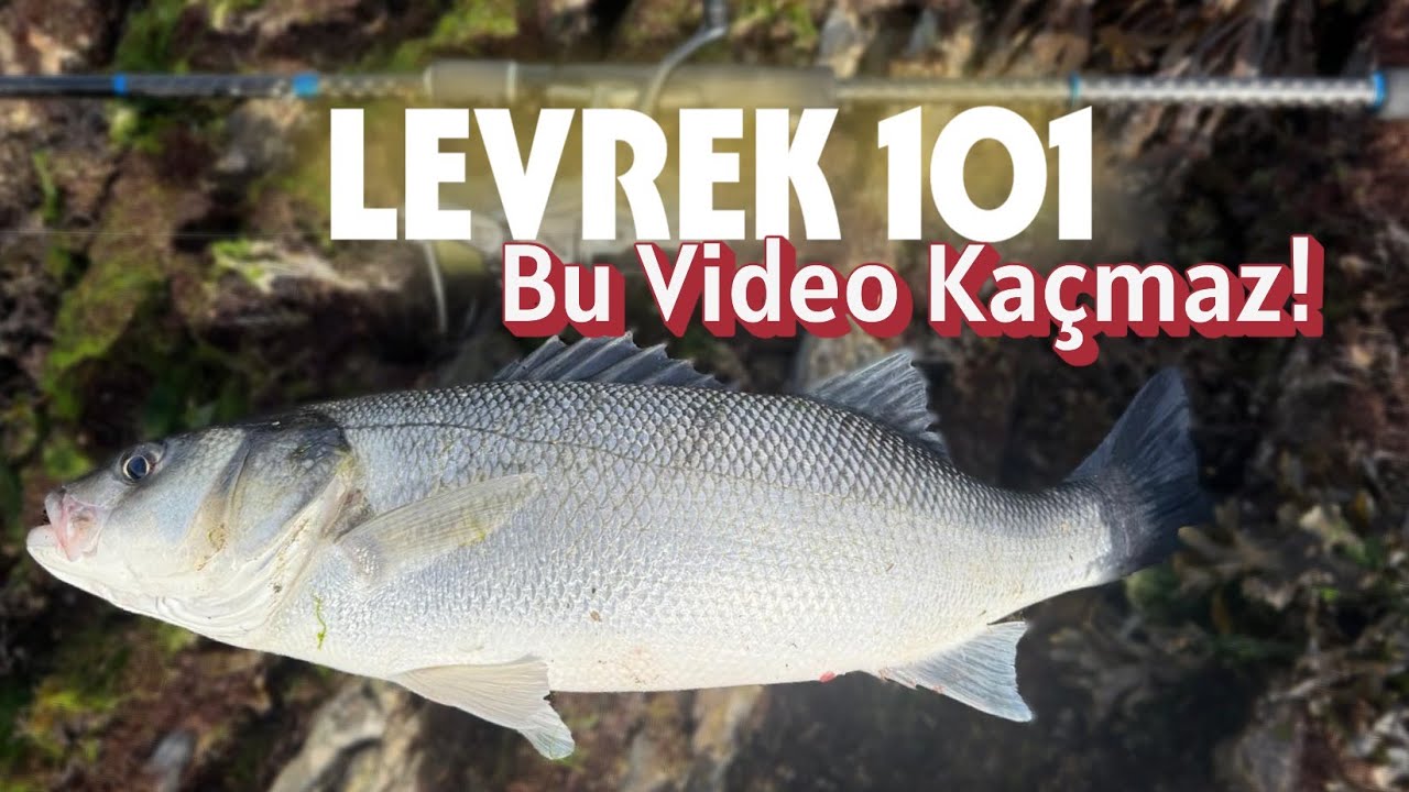 Levrek Böyle Merada Olur! Yine Bir Tosun Yakaladık 3 Tane Yakışıklıyı da Saldık. Spinle Levrek Avı.