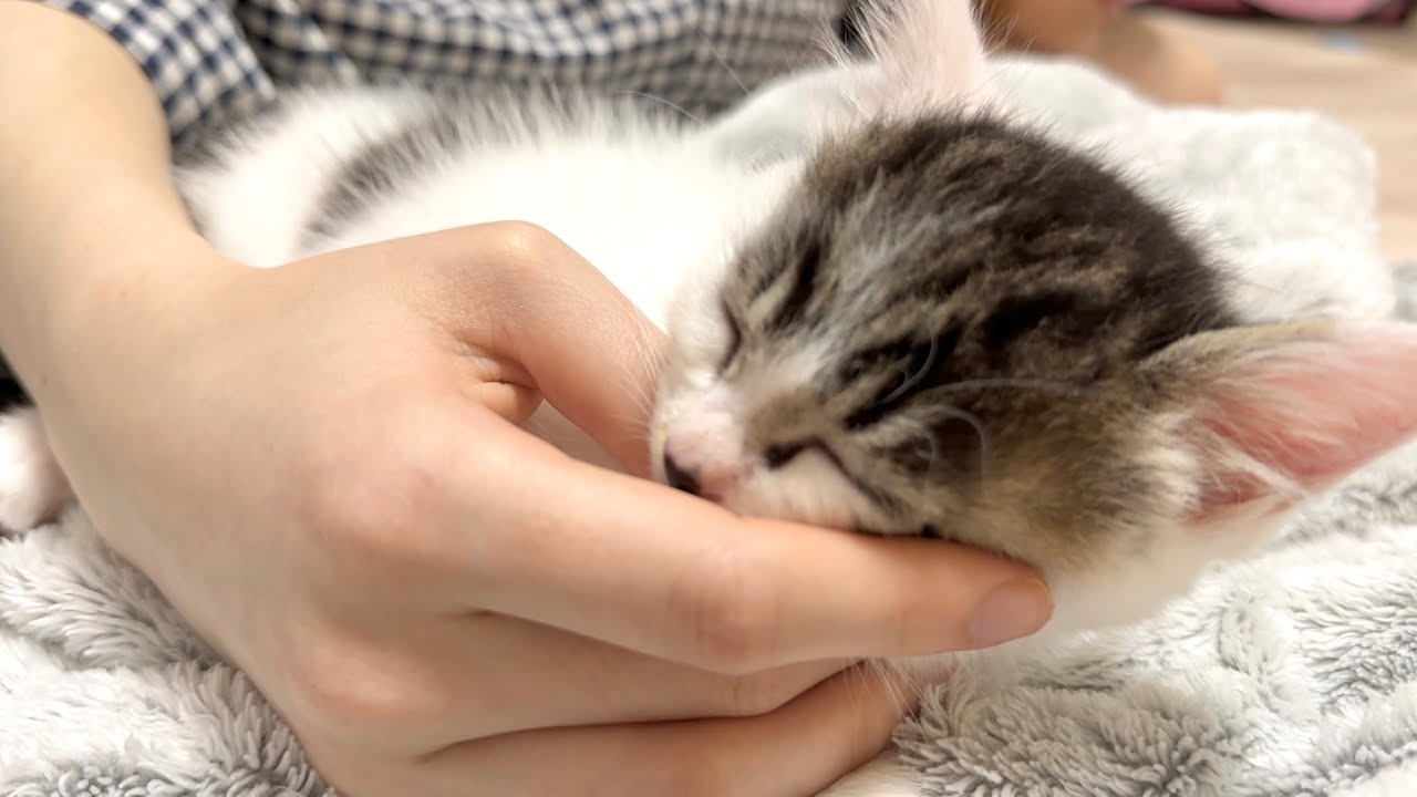 幸せのゴロゴロ音を鳴らしながら眠る子猫【坊ちゃん日記#21】A kitten sleeping while purring softly
