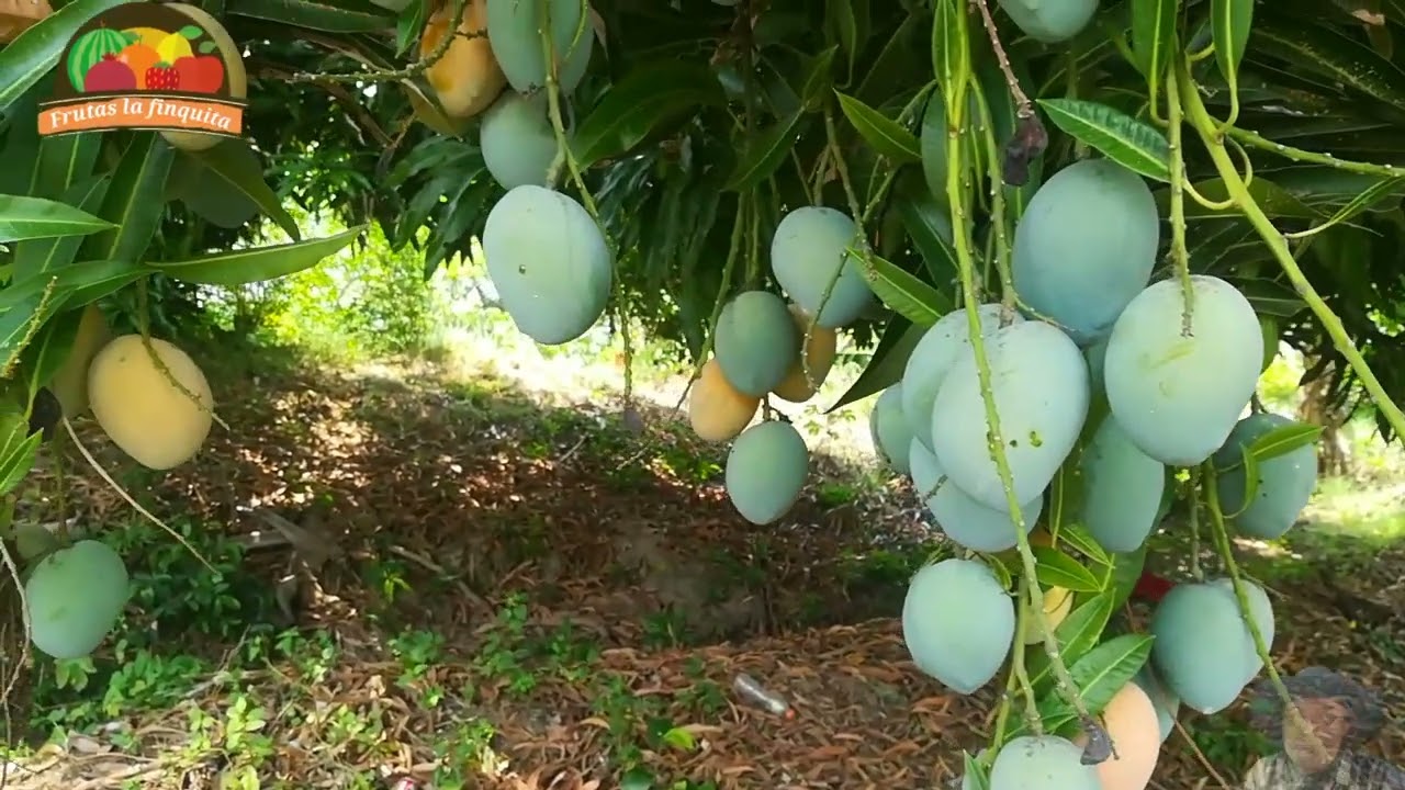 Mango ciruela🇸🇻