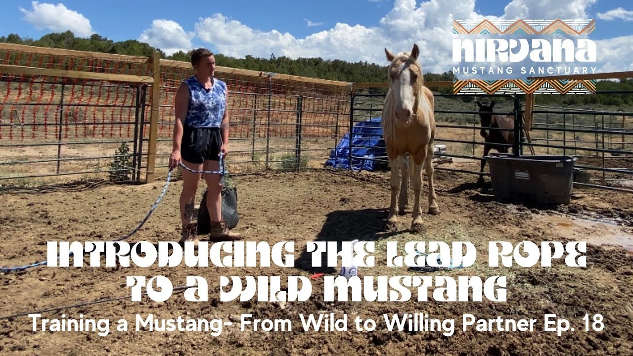 Introducing the Lead Rope to a Wild Mustang: Training a Mustang- From Wild to Willing Partner Ep. 18