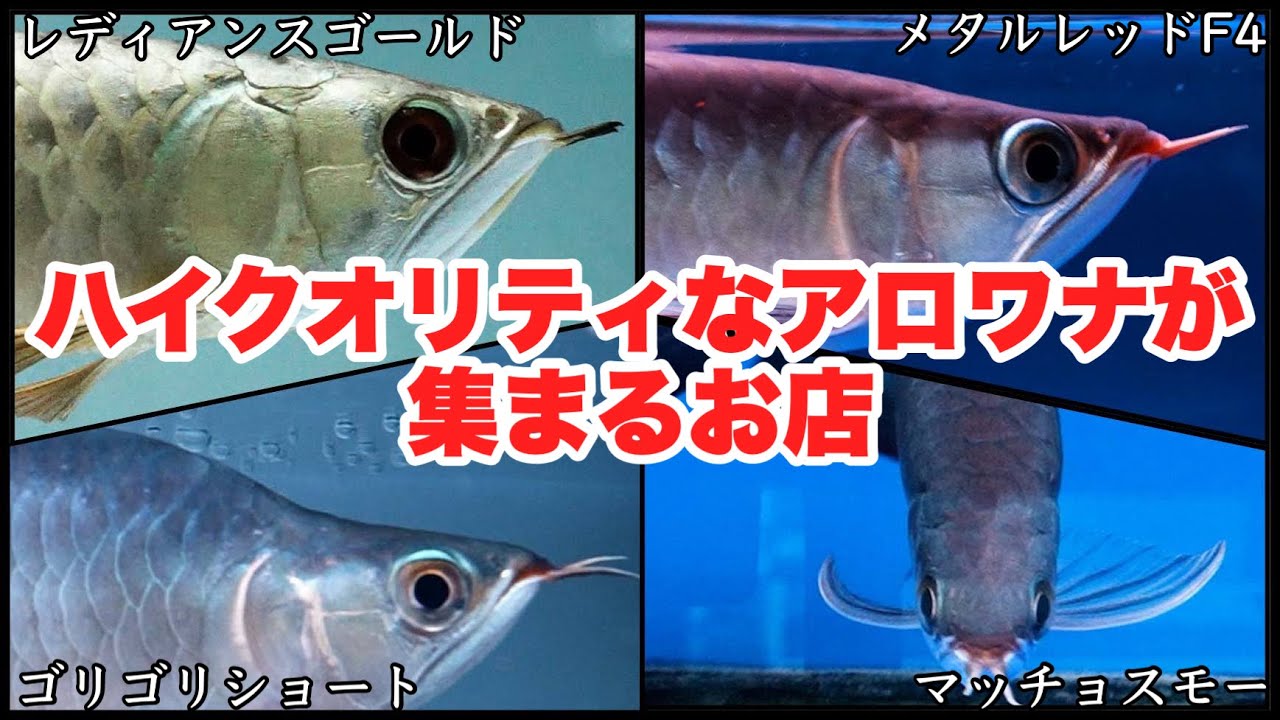 【ショップ訪問】高品質なアロワナが集まるお店！あなたは紅龍派？金龍派？　アクアリウムプロショップピンポイント　熱帯魚　アクアリウム