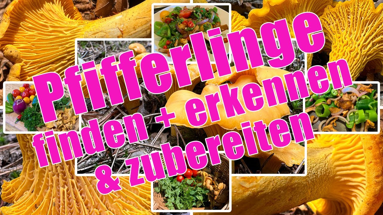 Pfifferlinge finden, erkennen & zubereiten | Eierschwammerl Verwechslung | Cantharellus cibarius