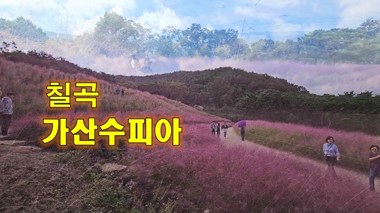 국내최대 민간정원 - 가산수피아. 🌴 핑크뮬리