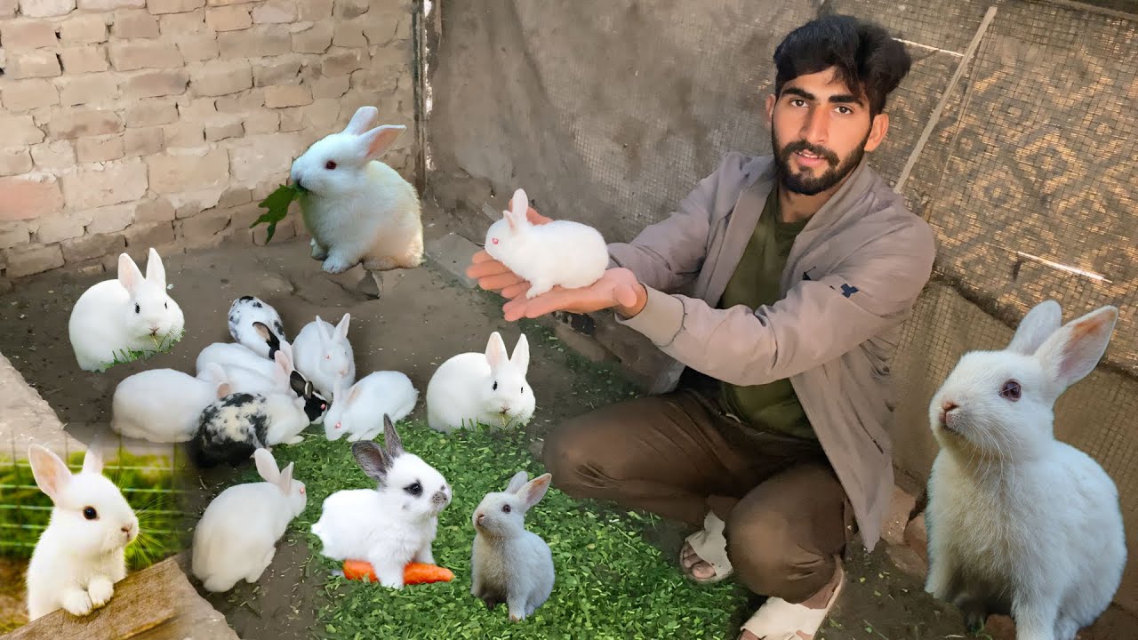 Master Cage Mein New Rabit 🐇 Agaye  | Rabit Ne Baby De Deay 😍 