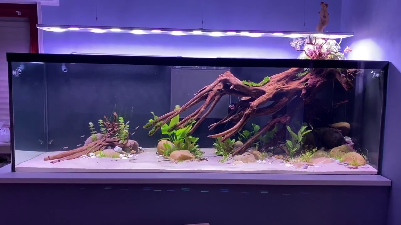 Das 1900 Liter Südamerika Aquarium nach zwei Wochen