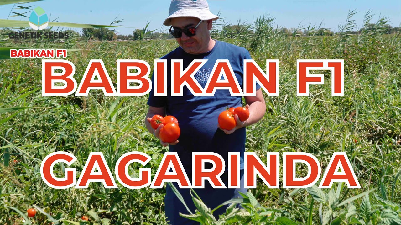 Qizil xosildor gibrid pomidor Babikan F1  +998 99 888-97-77