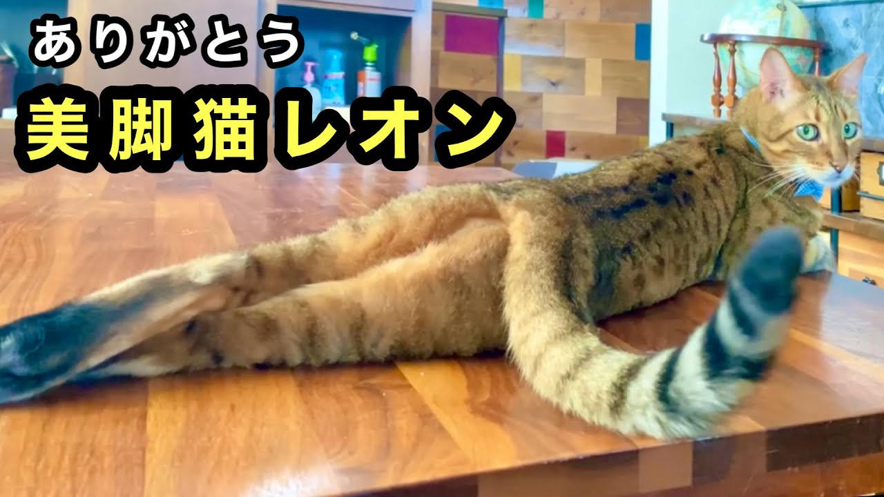 ありがとうレオン！スタイル抜群！弟思いで優しくて、水遊びが大好きな美脚猫でした