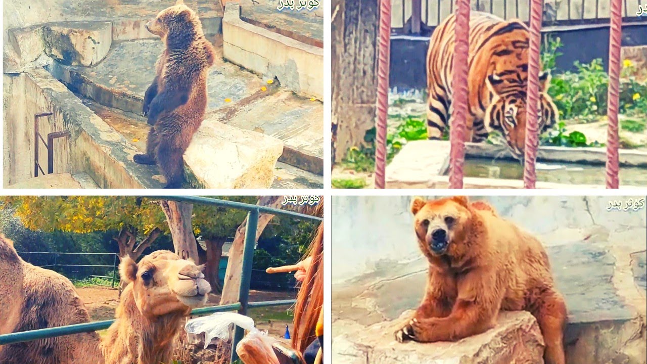 جولة في البلفيدار 🦁 belvédère