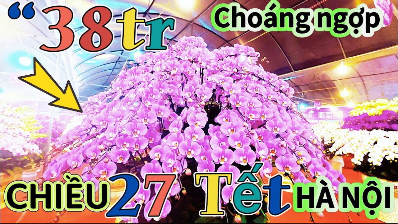 “Chiều 27 Tết “” KHÁM PHÁ TỪNG CHẬU LAN HỒ ĐIỆP (Báo giá)