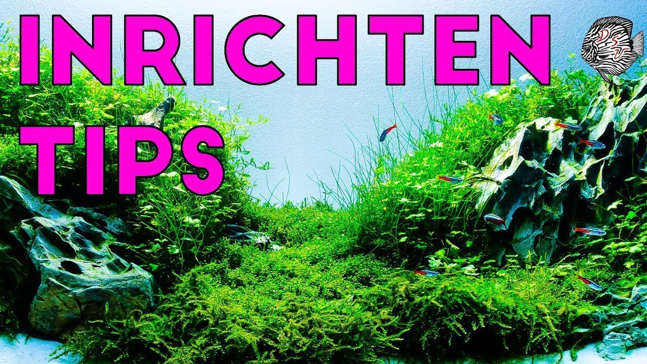 AQUARIUM INRICHTEN: niet zonder deze tips aub! | Aquarium Sunshine Valley