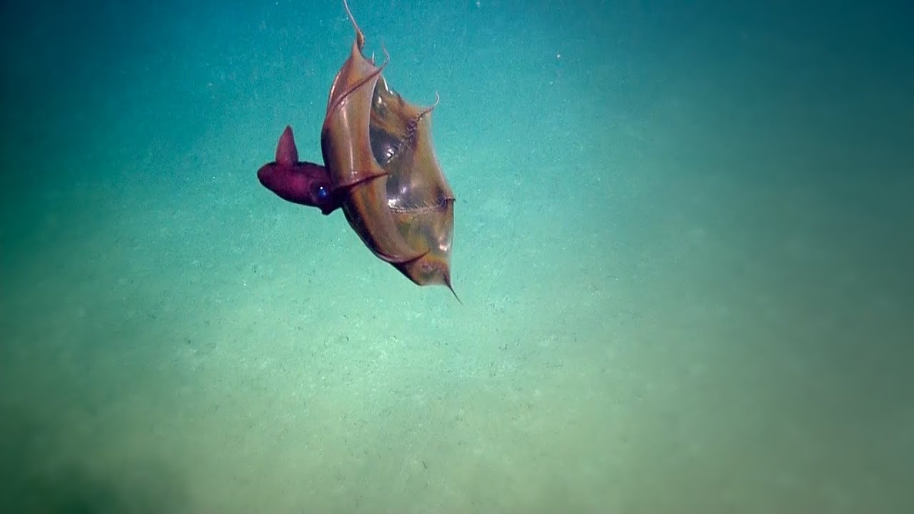 Vampire Squid | Nautilus Live