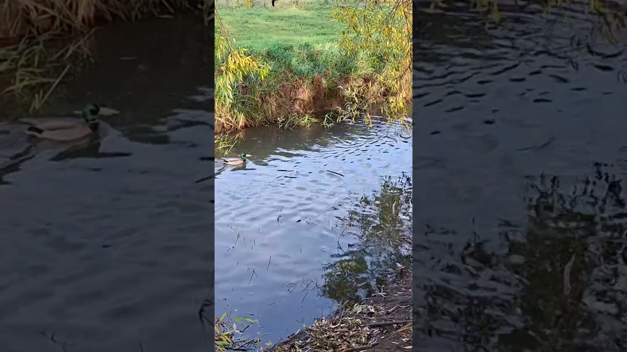 duck expressway #ducks #cute #nature #england
