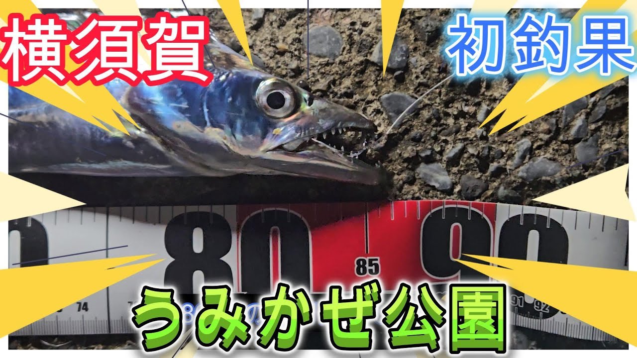 【横須賀うみかぜ公園】【海辺つり公園隣】【太刀魚釣り】【タチウオ入門】【初心者🔰】【神奈川県】2025年10月16・17日(木・金)の釣行動画です🎵第14弾(通算28回目)🎣