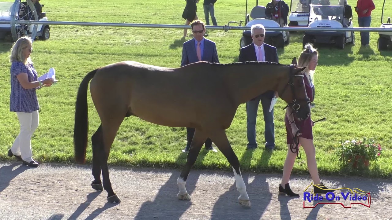 719J2 Jada Graham on Cilano CCIJ2* Long Jog 2 Rebecca Farm July 2019