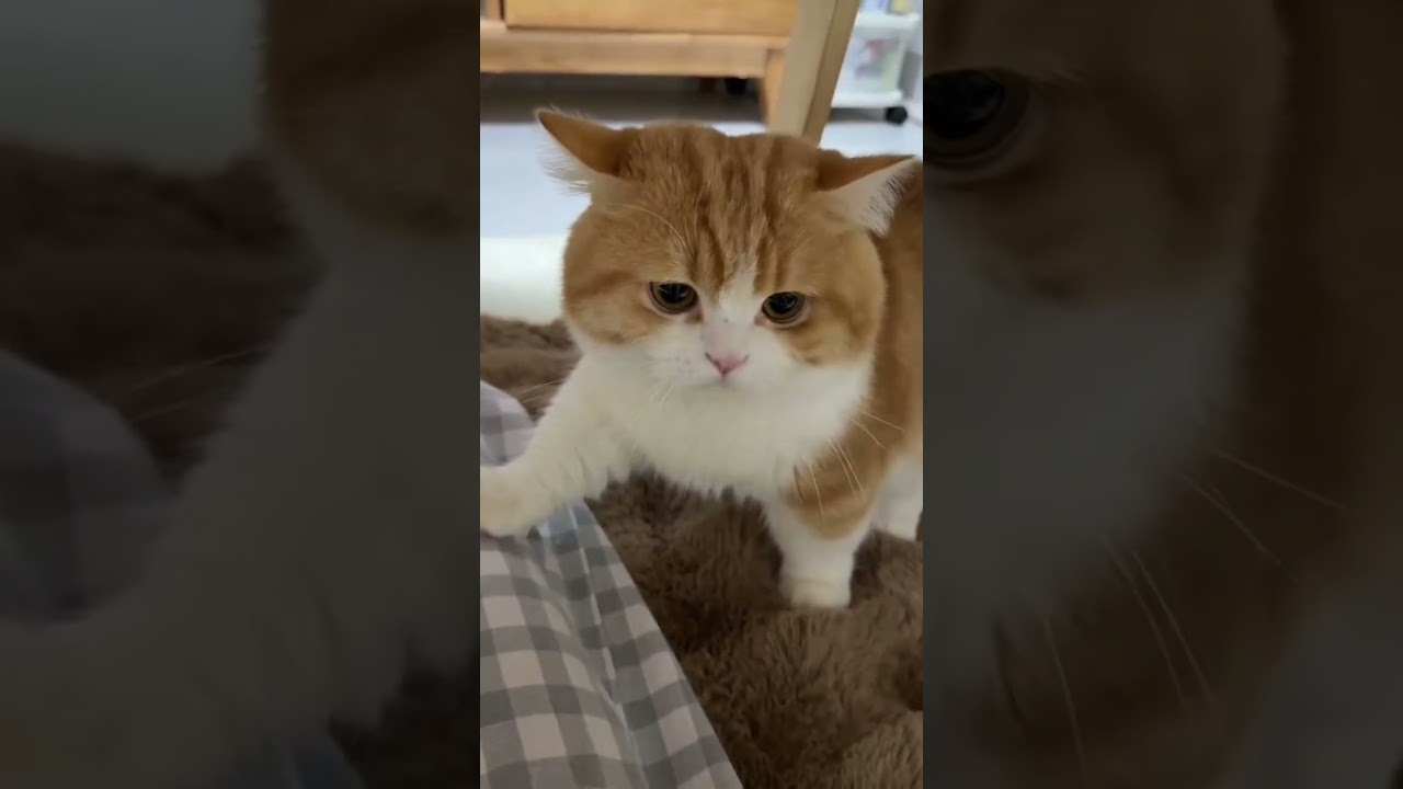 happy kitten 