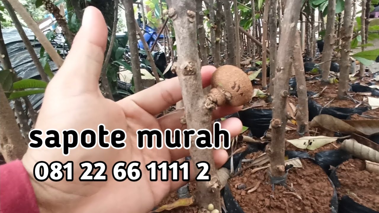 Tanaman sapote hasil cangkok harga murah asli unggul