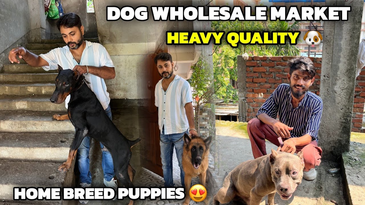 Dog Wholesale Market in Guwahati | Heavy Quality & Home Breed Puppies 🐶