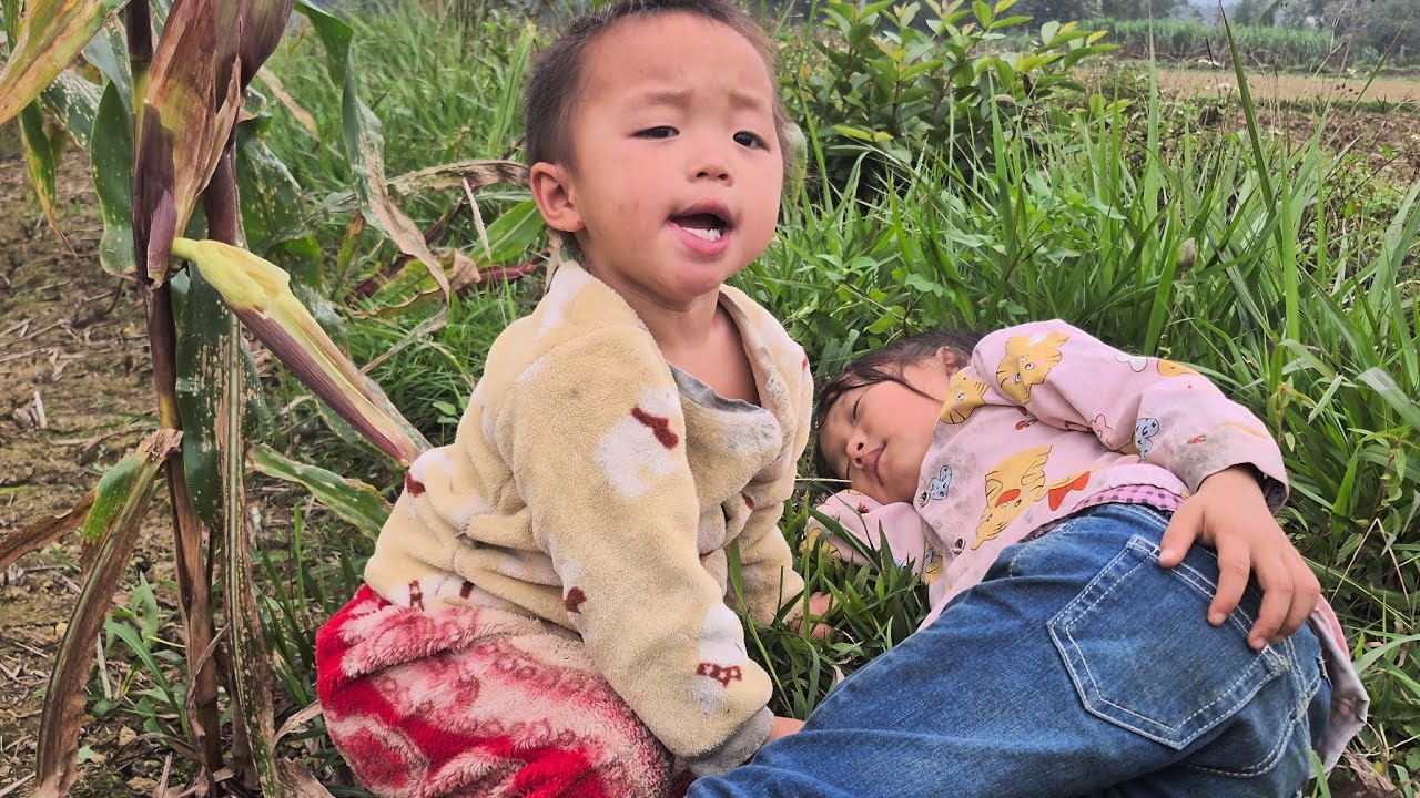 đi bẻ ngô mang đi bán về ăn quả và đi thu hoạch mang đi bán 
