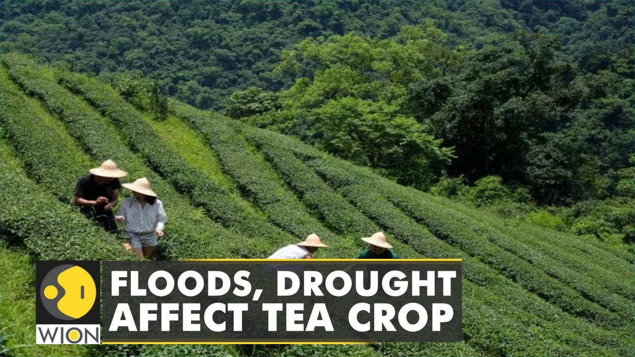 Crop failures mount after Syria gets hit by drought | Wheat Farming | Climate Crisis | WION
