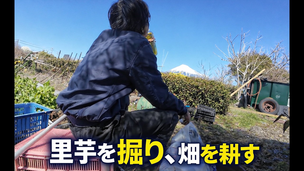 2026年03月14日：　 里芋を掘り、畑を耕す　－　Relax day with gardening, near mount Fuji.