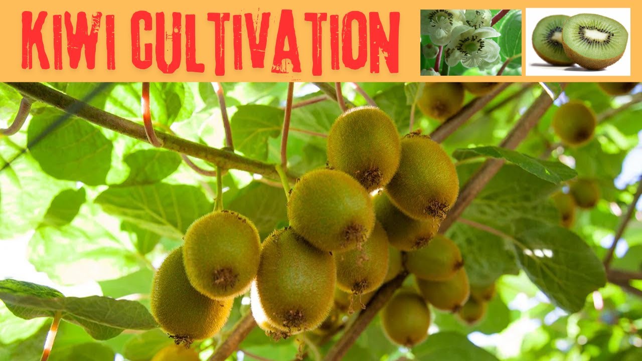 kiwi cultivation #kiwi #cultivation