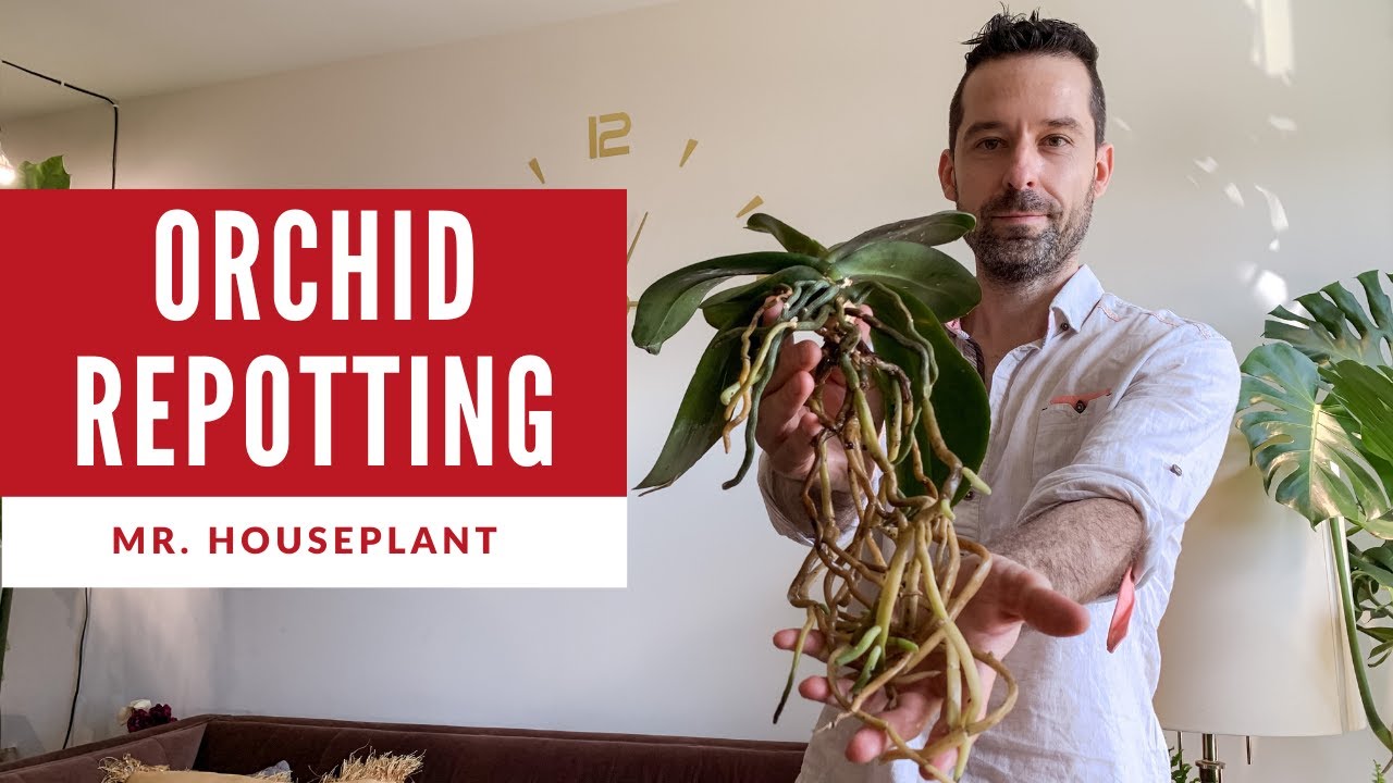 How to repot an orchid (and not kill it)